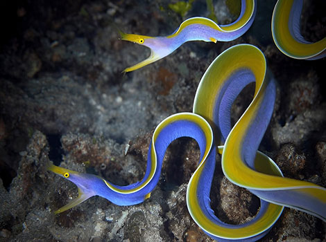 Ribbon eel and elongated snout