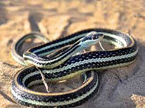 Ribbon snake and black-and-yellow markings