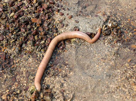 Ribbon worm and elongated flexible body