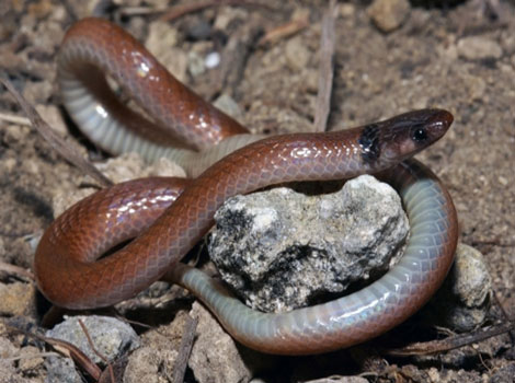 Rim rock crowned snake and burrowing behavior