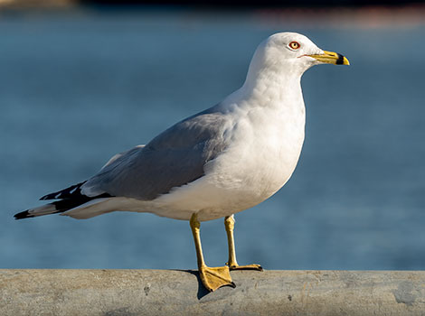 Ring-billed Gull and black-ringed bill