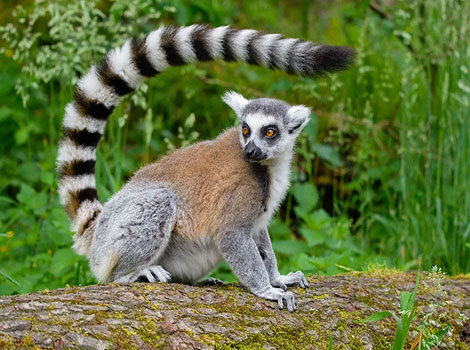 Ring-tailed Lemur and distinctive striped tail