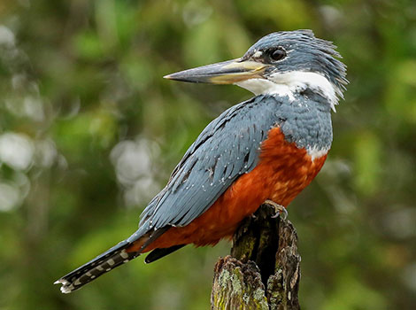 Ringed Kingfisher and white collar