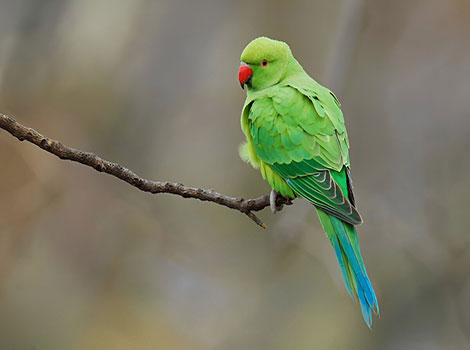 Ringed Parakeet and black ring