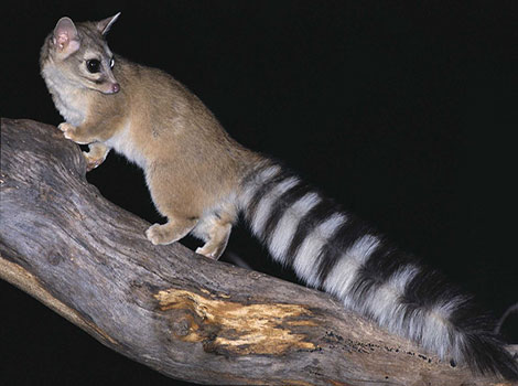 Ringtail (Bassariscus astutus) perched on a rocky ledge.