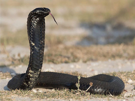 Rinkhals snake and defensive posture