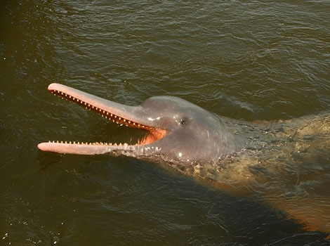 Amazon river dolphin and pink skin