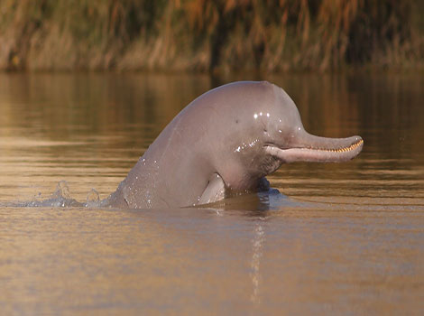 Indus river dolphin and echolocation