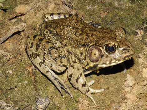 River frog and freshwater environment