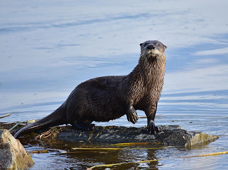 River otter webbed feet and swimming ability