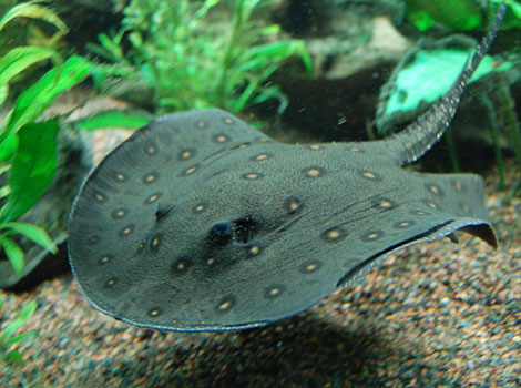 River stingray and freshwater habitat