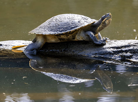 River turtle and freshwater habitat