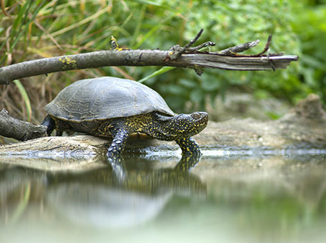 River Turtle and streamlined shell