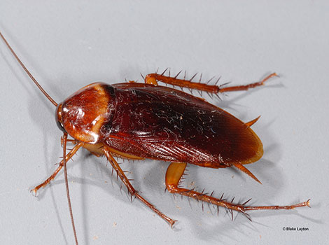 Roach and resilient survival abilities