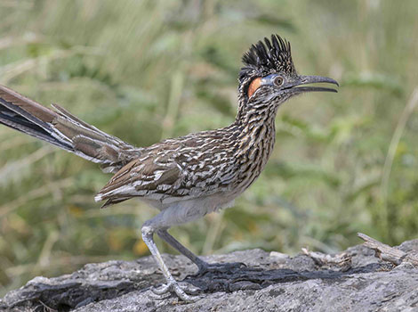 Roadrunner and desert environment