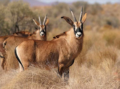 Roan antelope and fast running