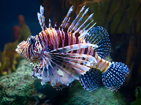 Roaring lionfish and invasive species