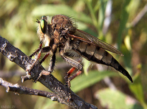 Robber Flies and hairy body