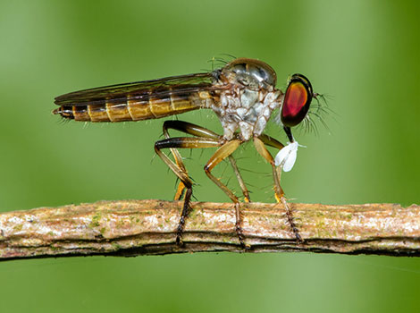 Robber fly and elongated body