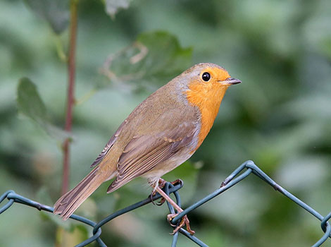 Robin and bright red chest