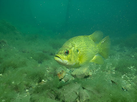 Rock bass and freshwater lake