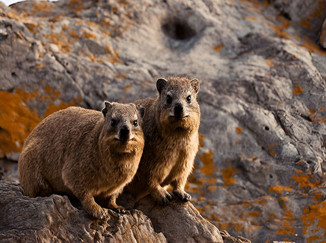 Rock hyrax colony and rocky terrain