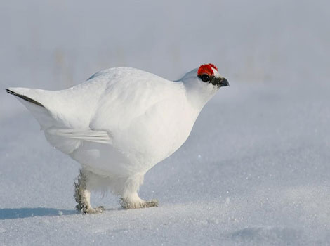 Rock Ptarmigan and winter plumage