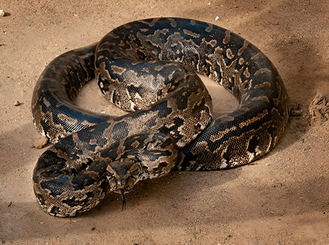 Rock python and powerful body