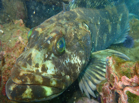 Rockfish and venomous spines