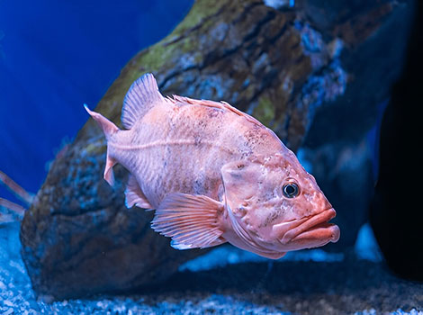 Rockfish and deep-sea habitat