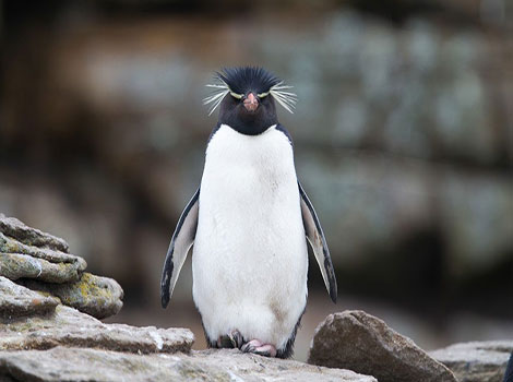 Rockhopper Penguin and yellow eyebrows