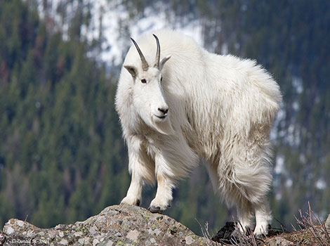Rocky Mountain Goat and cliffs