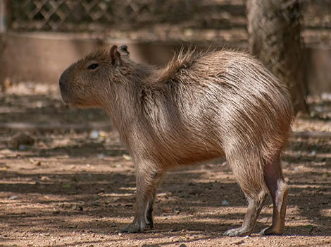 Rodents fur color and habitat adaptation