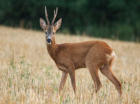 Roe Deer and its woodland camouflage