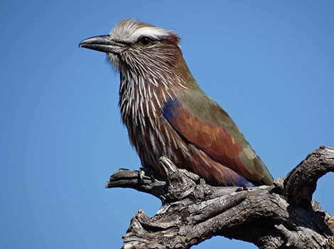 Roller and blue plumage