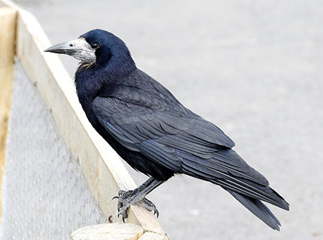 Rook and black feathers