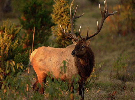 Roosevelt Elk and dark mane