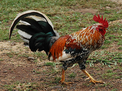 Rooster and running speed