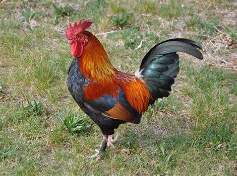 Rooster and colorful plumage