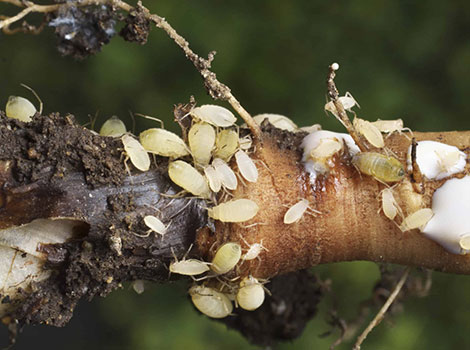 Root aphid and white waxy coating