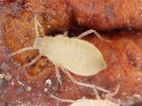 Root Aphid and waxy coat