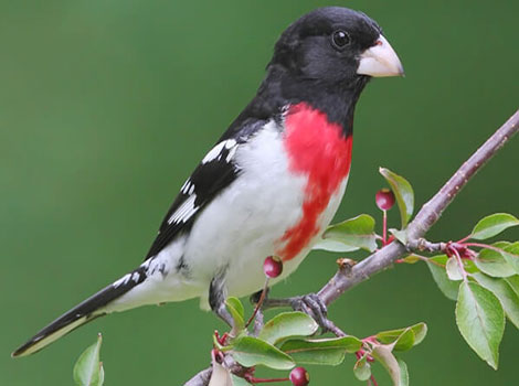 Rose-Breasted Grosbeak and red chest