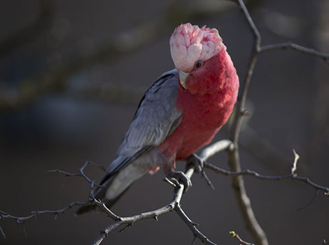 Roseate Cockatoo and pink crest