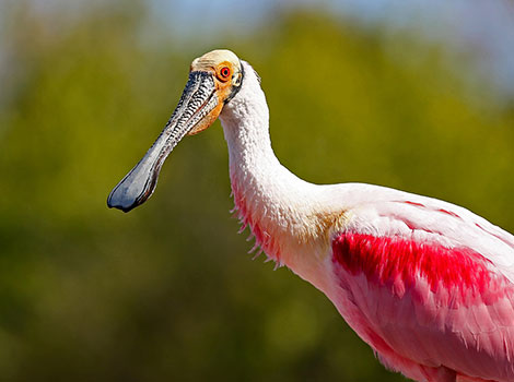 Roseate Spoonbill and spoon-shaped bill