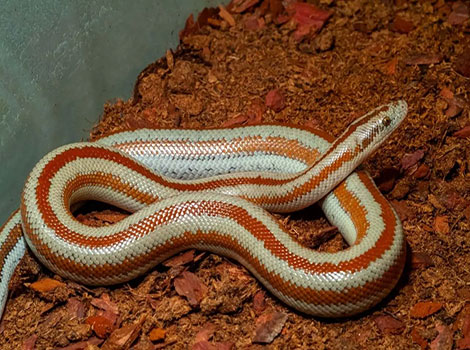 Rosy boa and desert camouflage