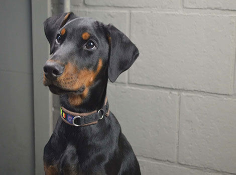 Rotterman exhibiting intelligence and loyalty.