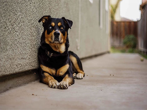 Rottsky mix and strong athletic build