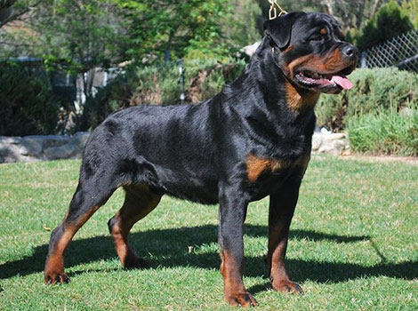 Rottweiler and black tan markings
