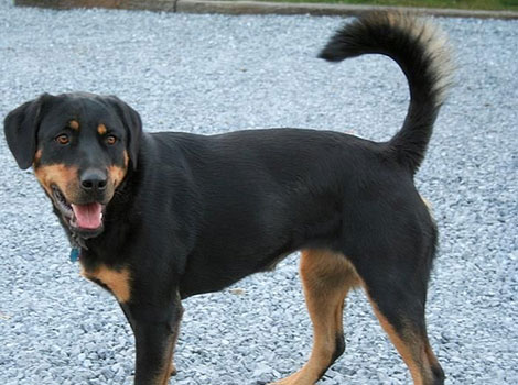 Russian Bear Dog and thick fur coat