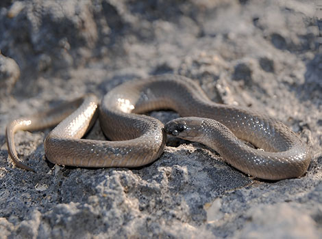 Rough Earth Snake and camouflage
